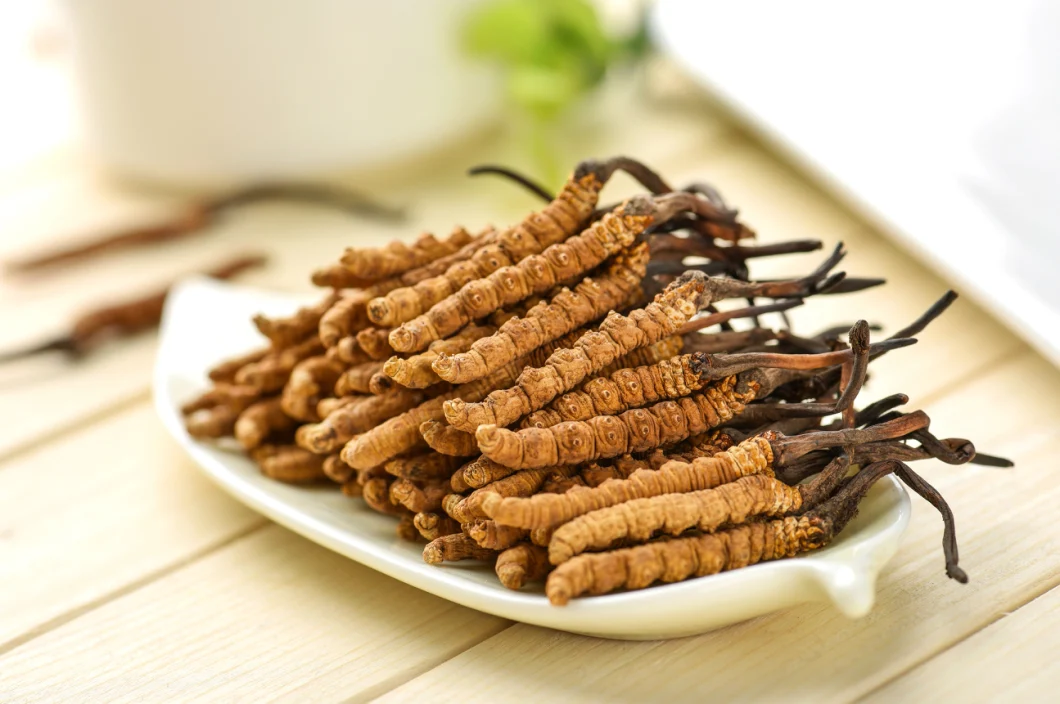 Plant Extract Health Nutrition of Cordyceps Militaris Extract Powder Organic for Dietary Fiber Nutritional Supplements