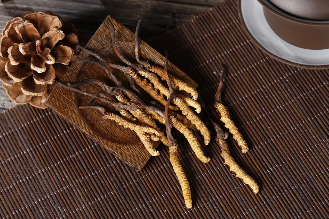 Plant Extract Health Nutrition of Cordyceps Militaris Extract Powder Organic for Dietary Fiber Nutritional Supplements